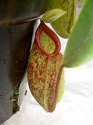 Nepenthes tobaica x ampullaria 2